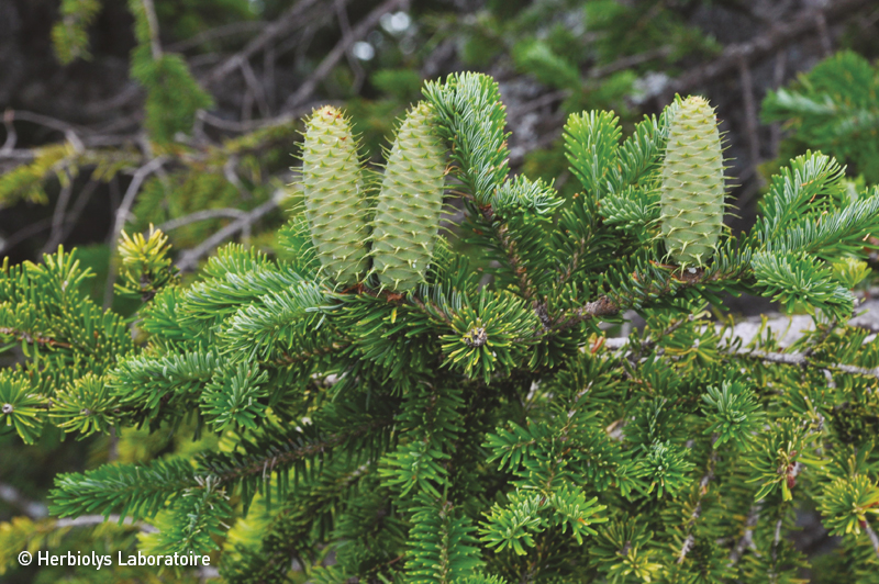 Gemmothérapie Sapin blanc sapin pectiné - Bourgeon frais bio - Herbiolys Laboratoire